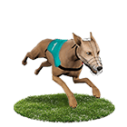 金好運娛樂城白金賽狗